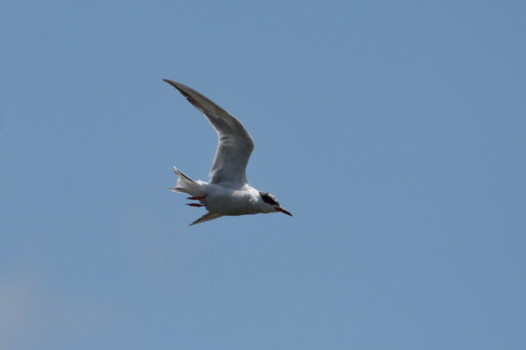 Common Tern - ML65990891