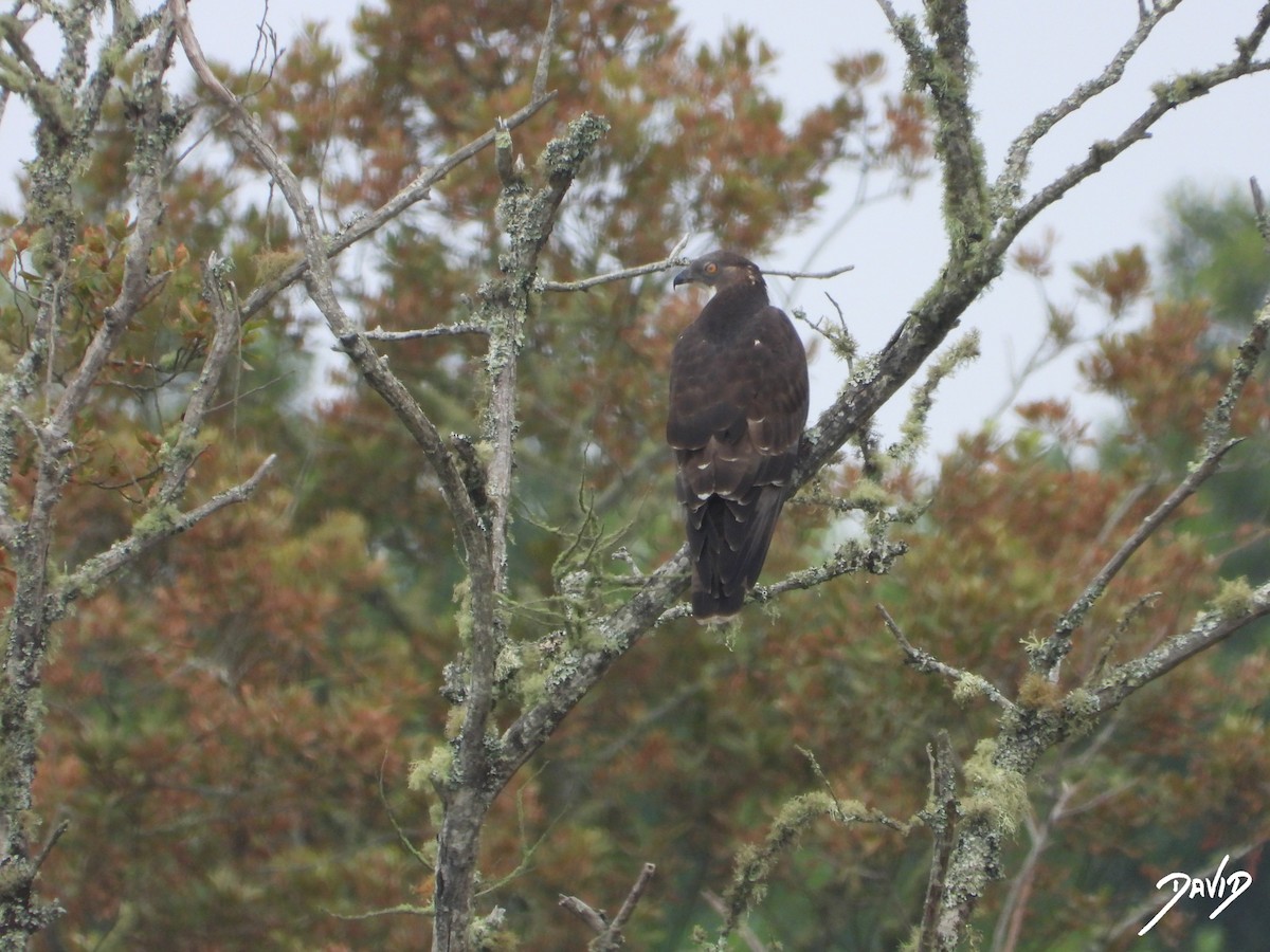 European Honey-buzzard - ML659909011