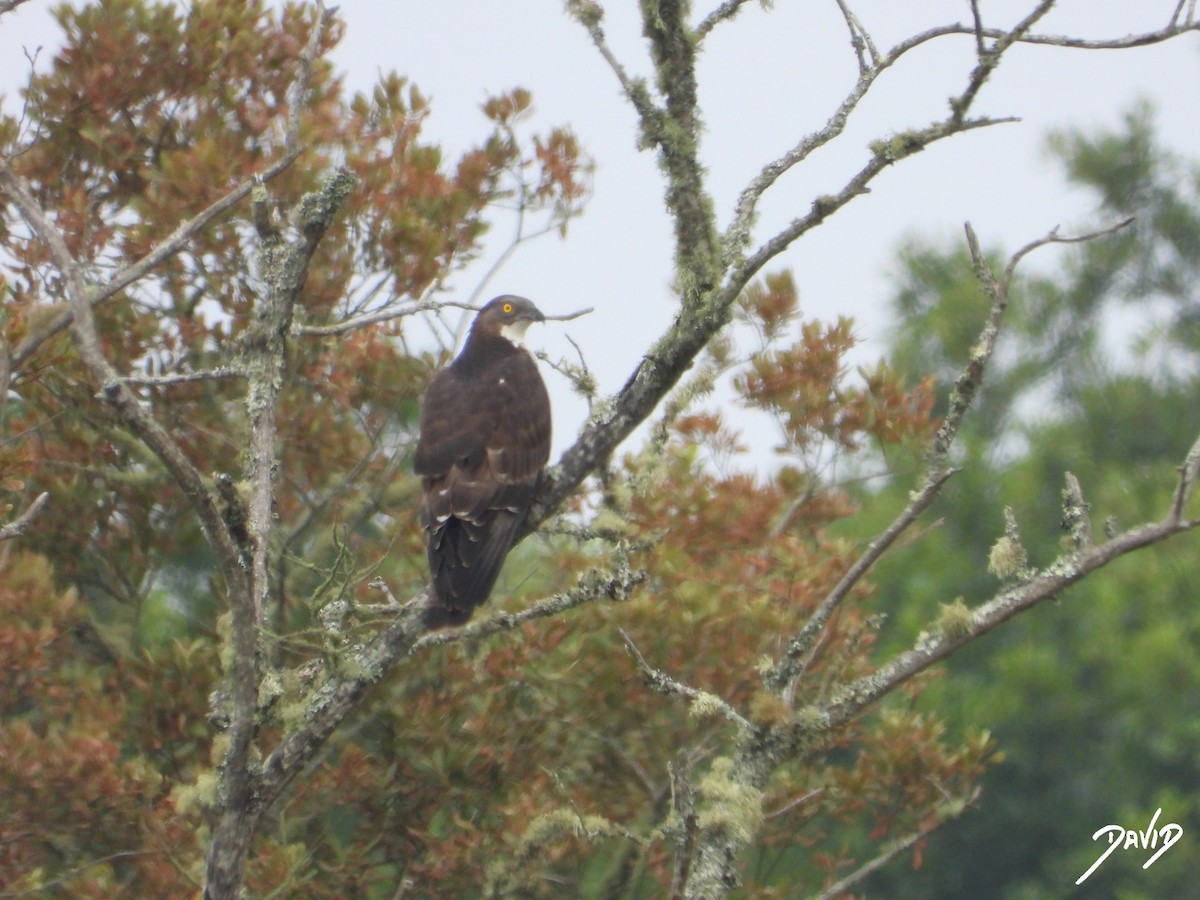 European Honey-buzzard - ML659909012