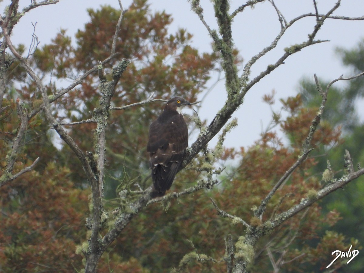 European Honey-buzzard - ML659909013