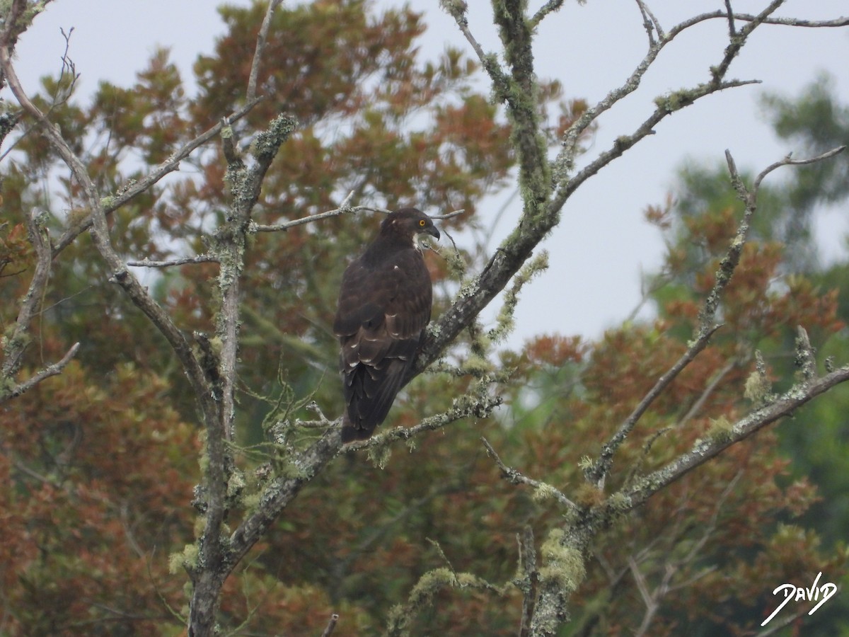 European Honey-buzzard - ML659909014