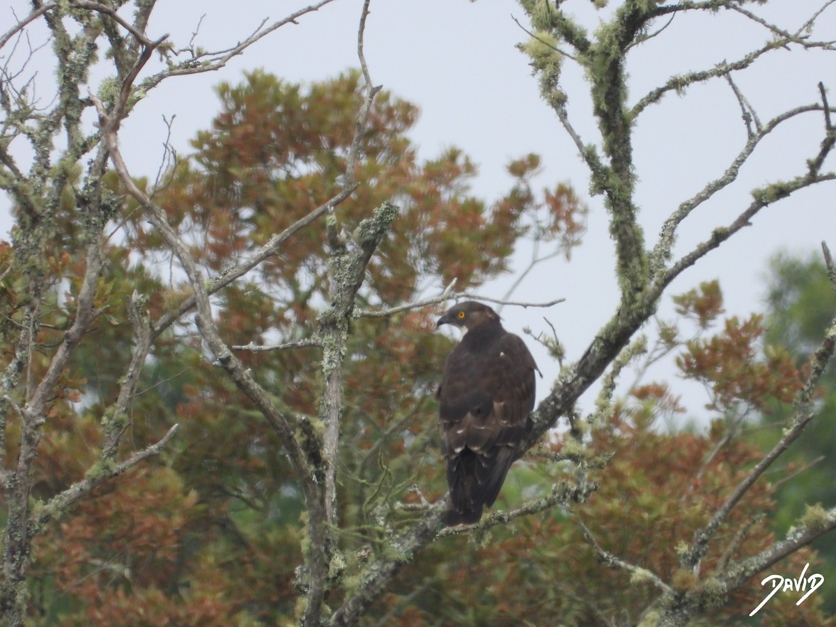 European Honey-buzzard - ML659909015