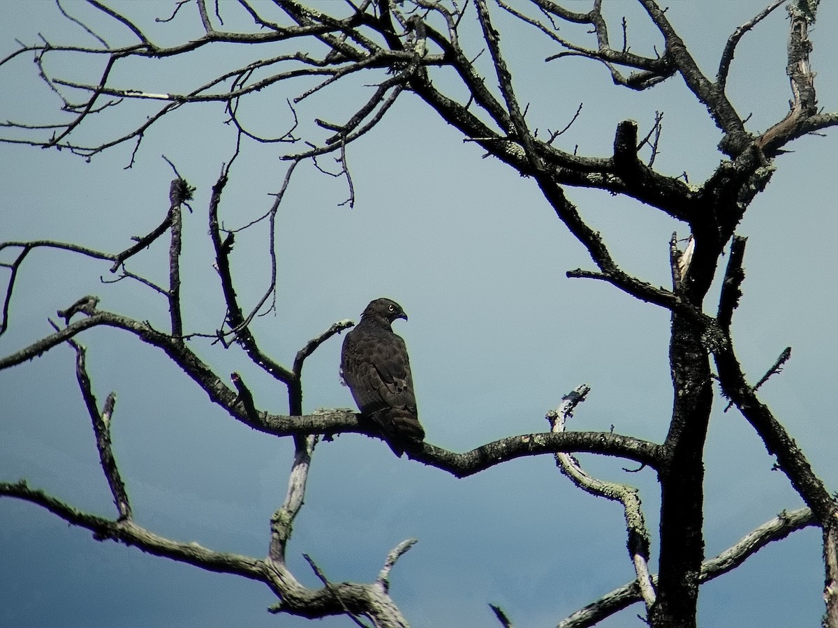 European Honey-buzzard - ML659911838