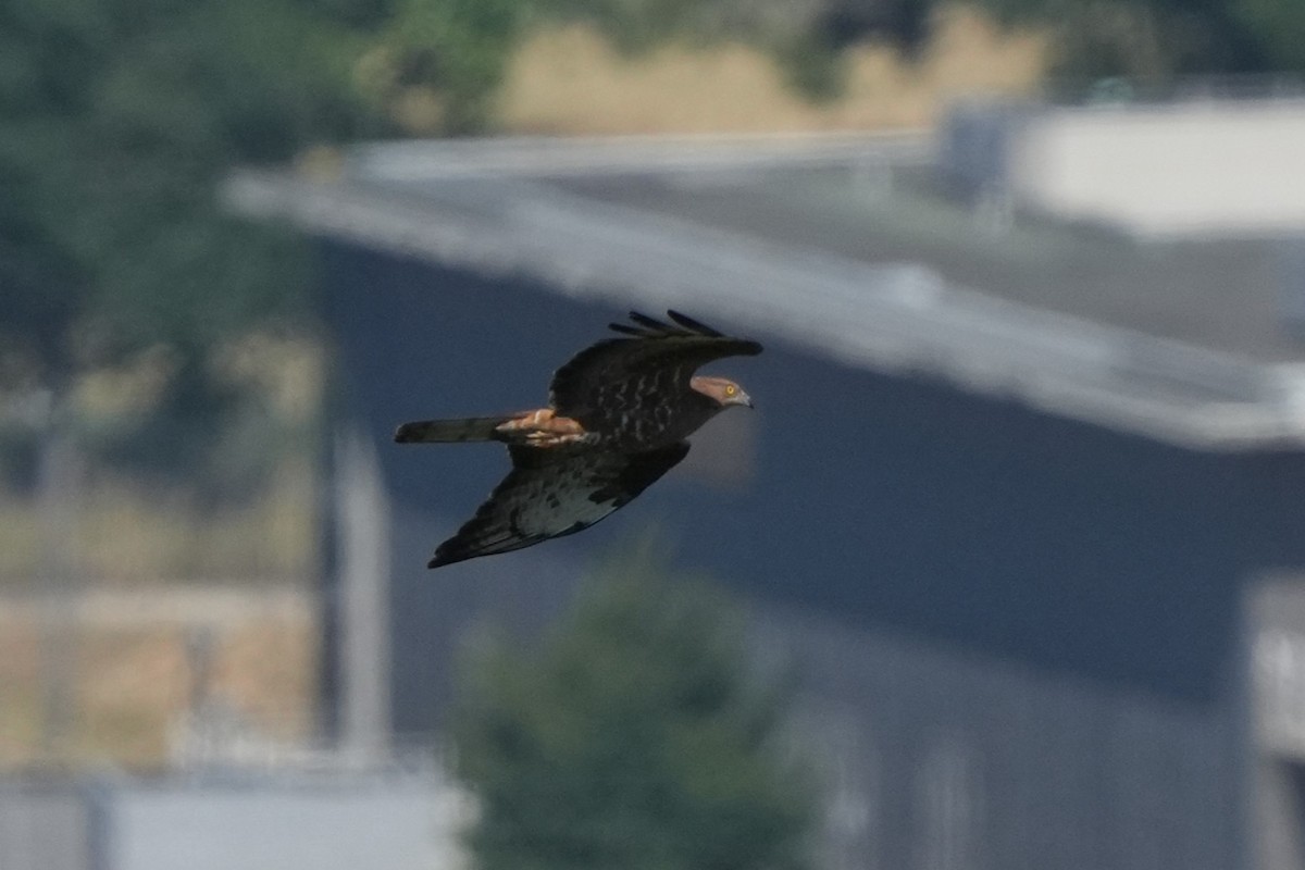European Honey-buzzard - ML659912341