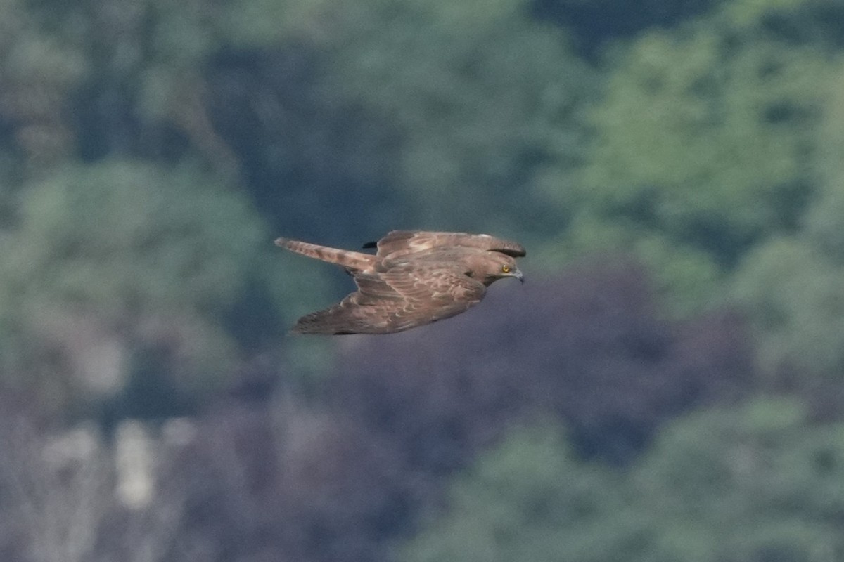 European Honey-buzzard - ML659912342