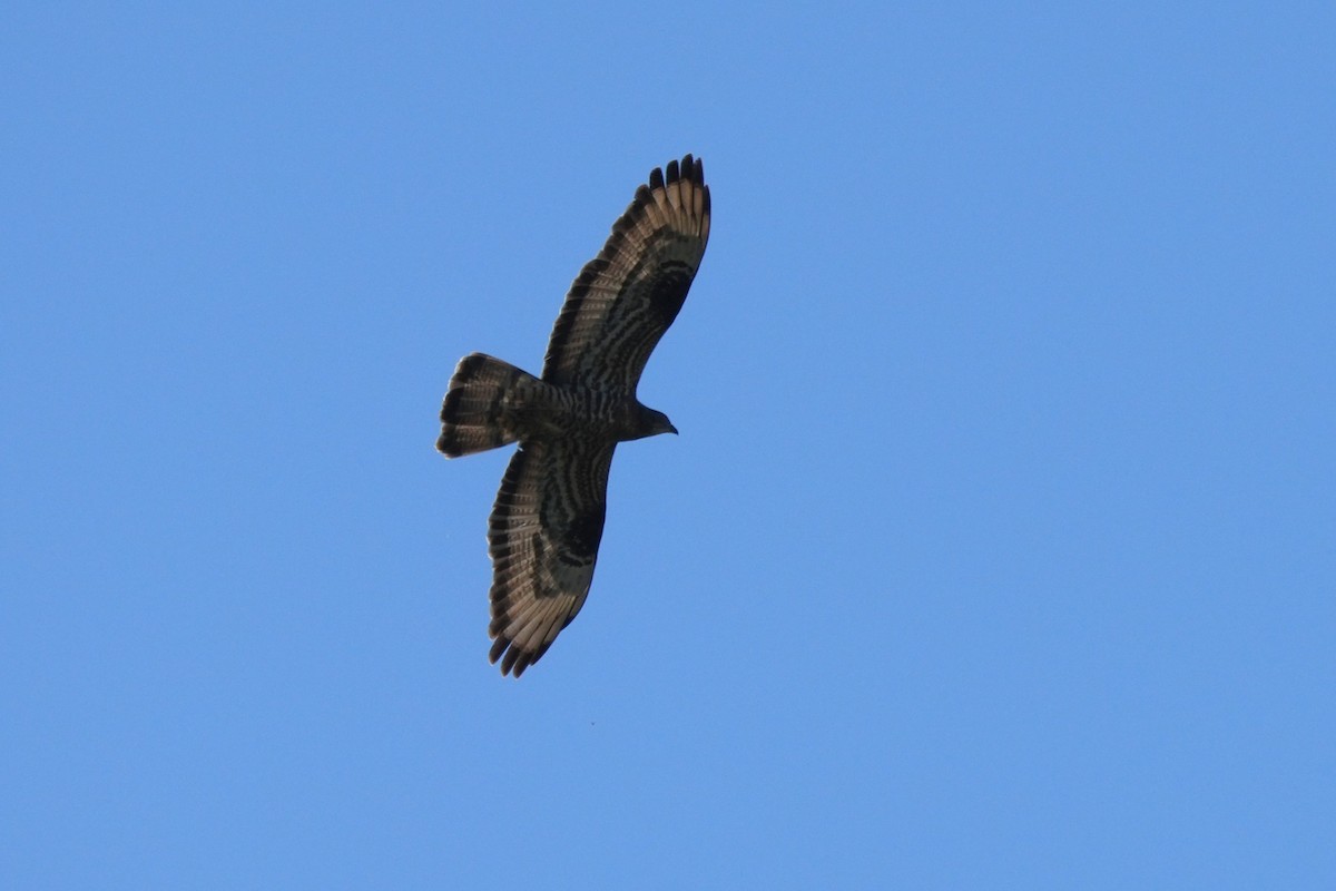 European Honey-buzzard - ML659913106