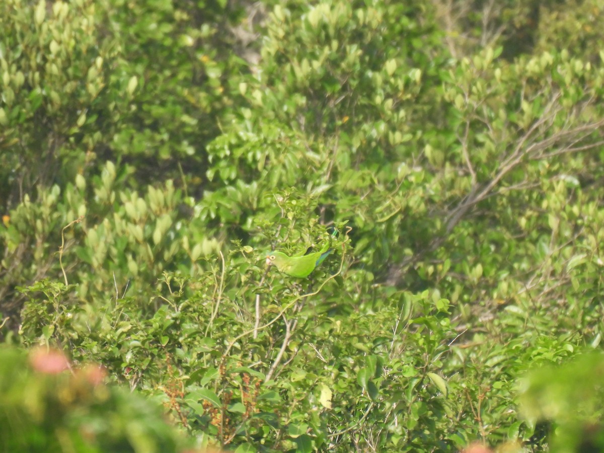 Orange-fronted Parakeet - ML659914731