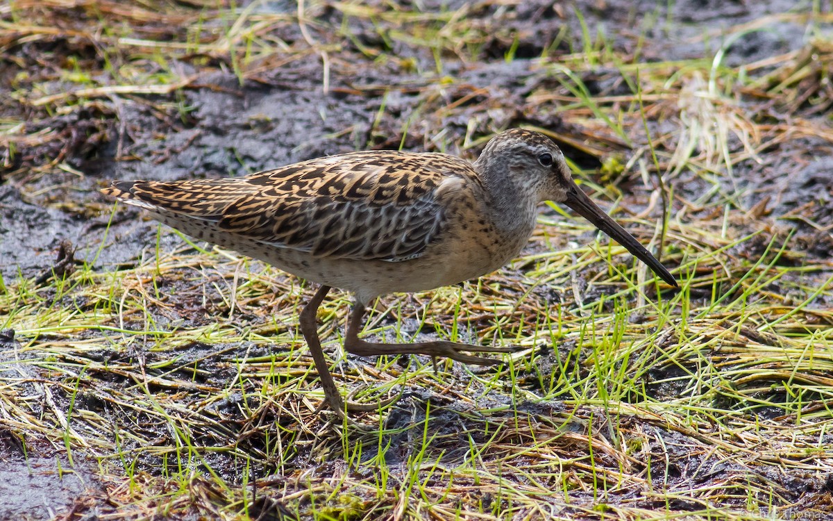 Short-billed Dowitcher - ML65991481