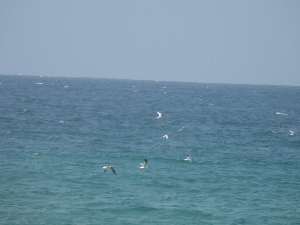 Roseate Tern - ML659914924