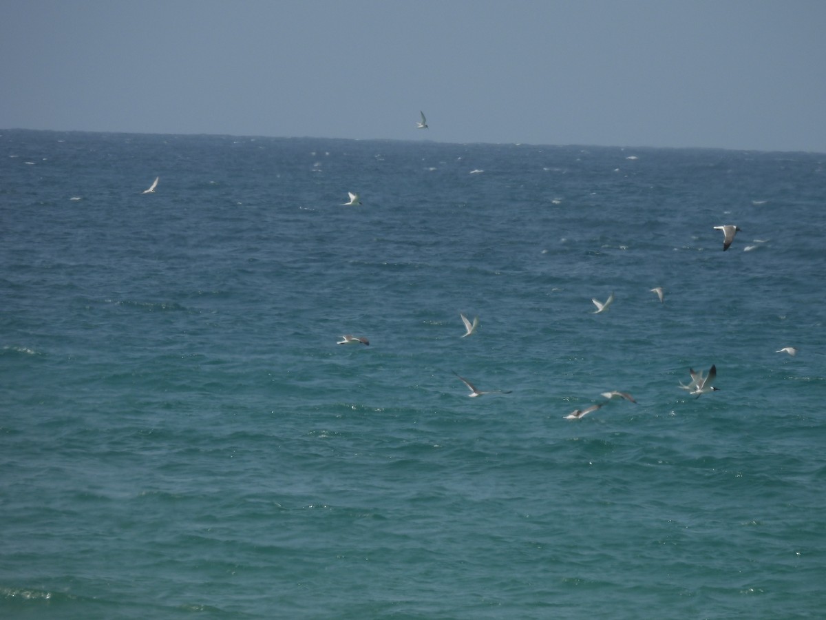 Roseate Tern - ML659914925