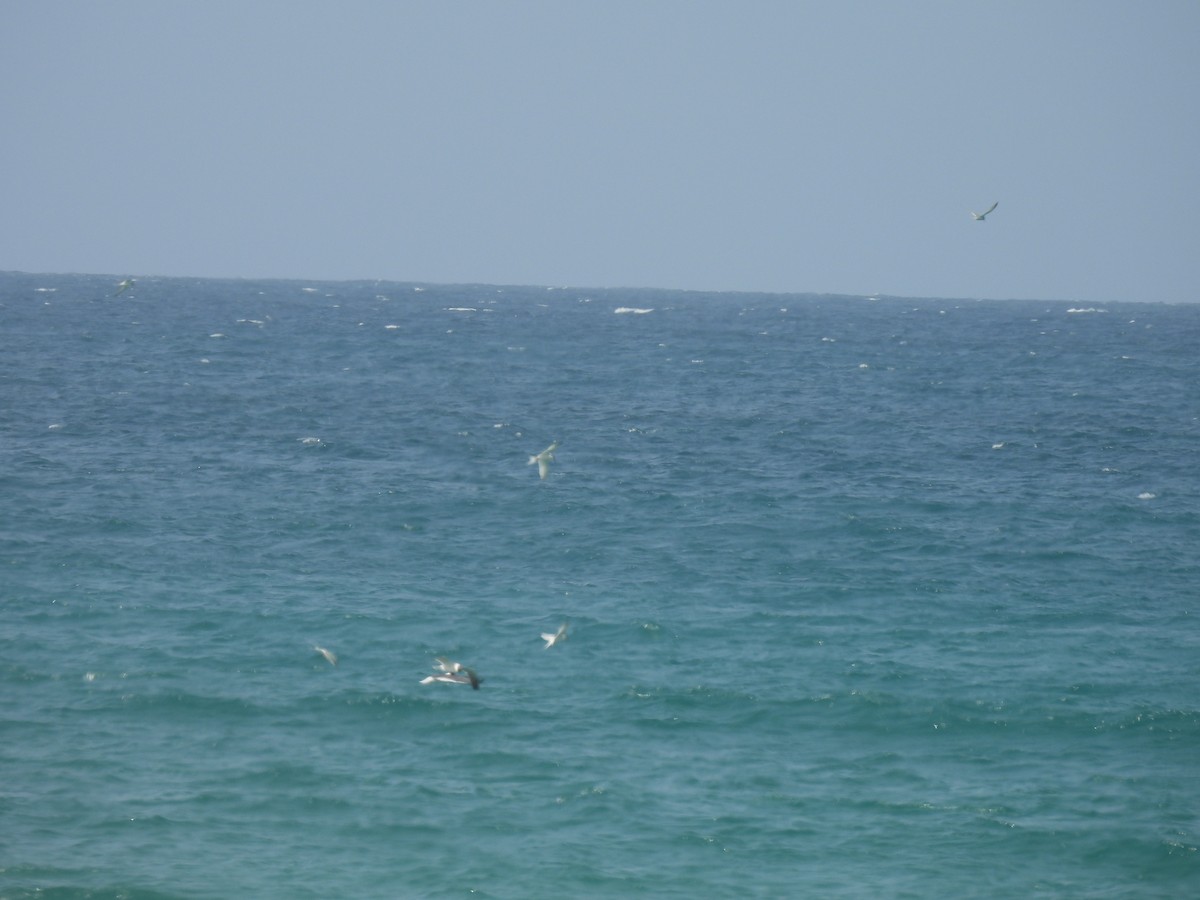 Roseate Tern - ML659914926