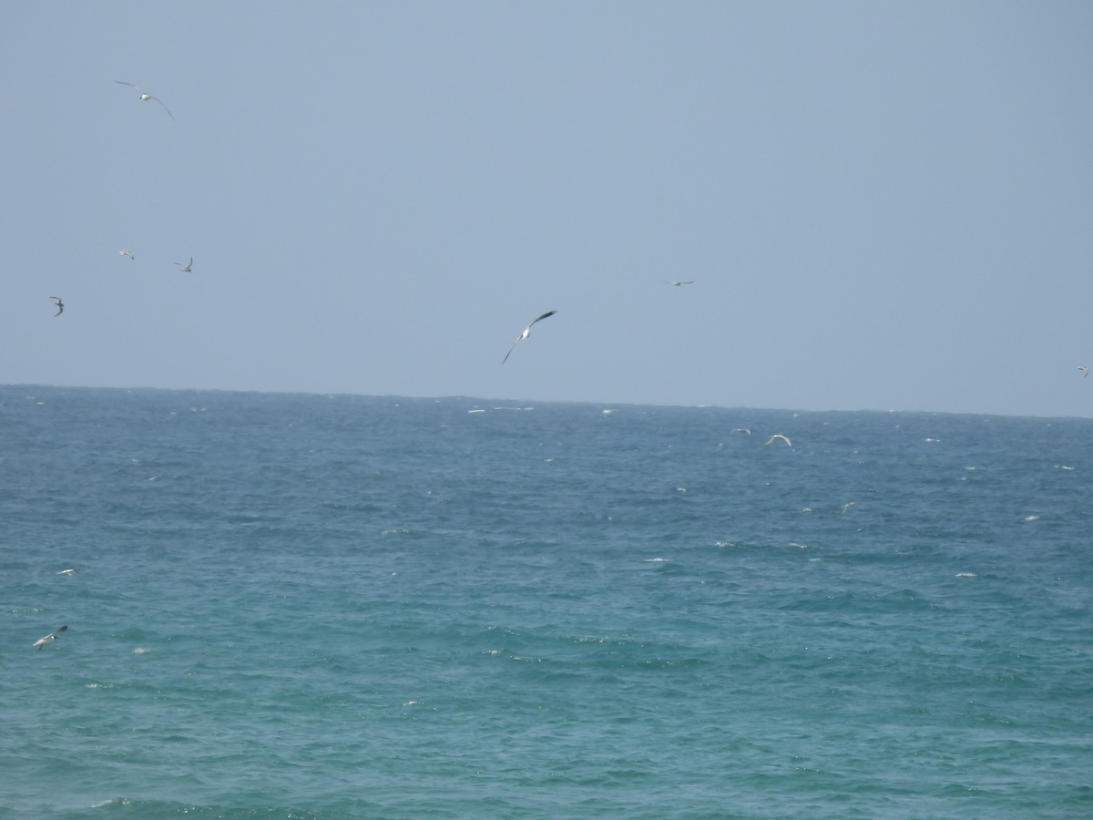 Roseate Tern - ML659914927