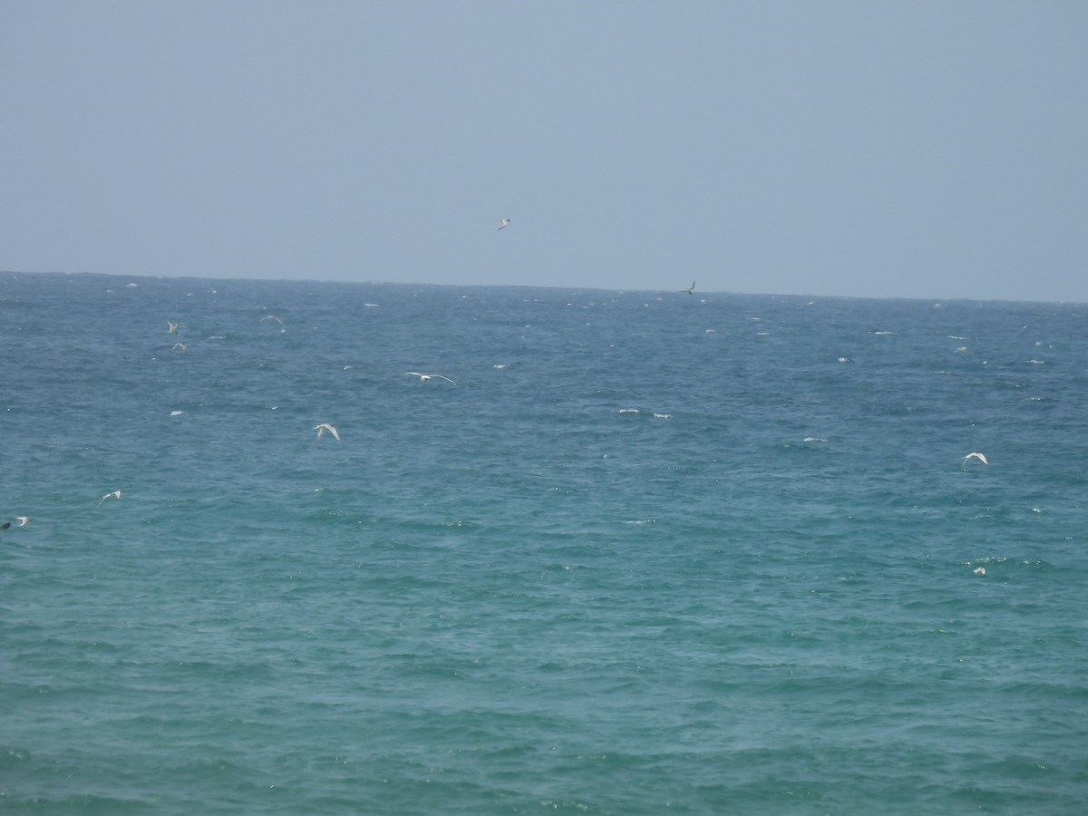 Roseate Tern - ML659914928