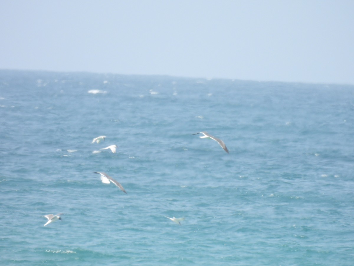 Roseate Tern - ML659914929