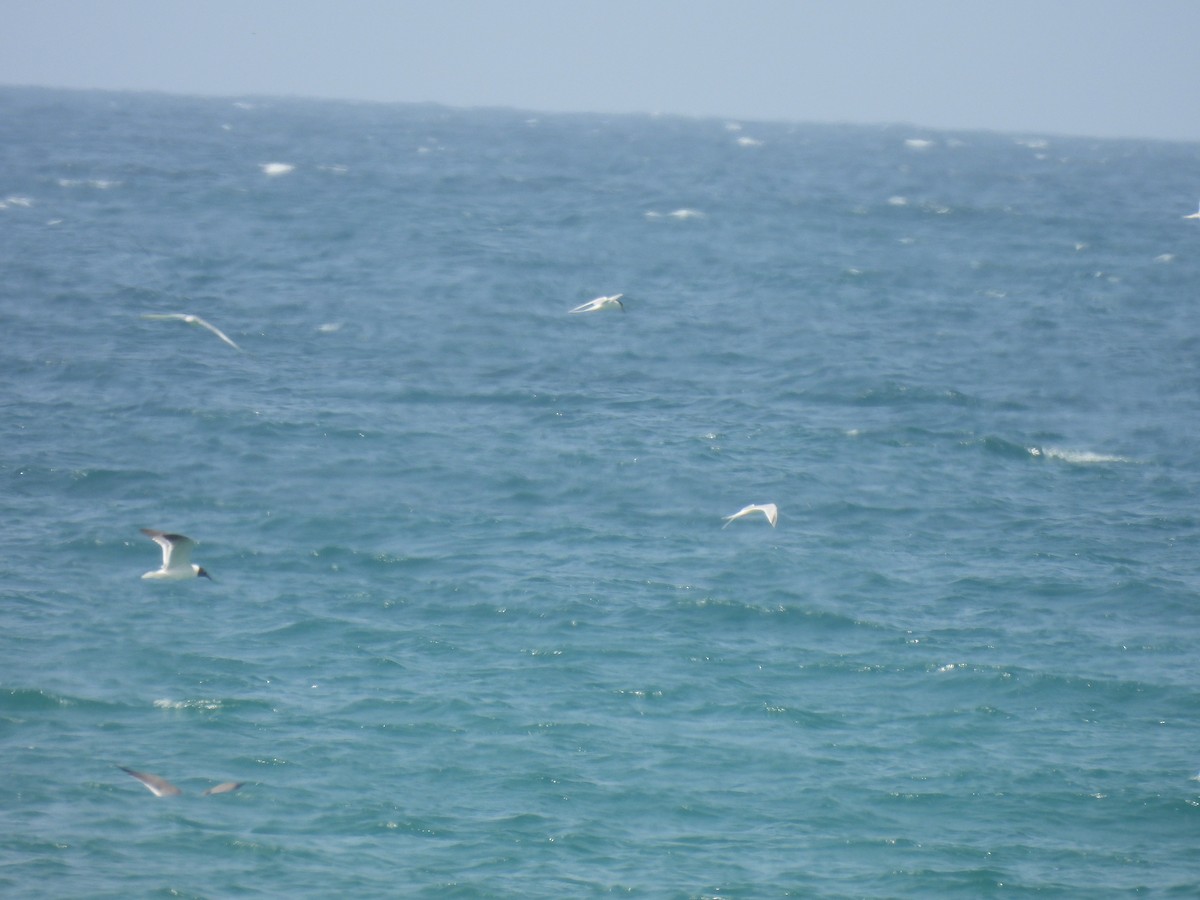 Roseate Tern - ML659914930