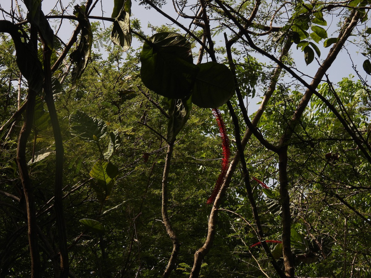 null - ML659914971