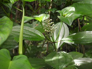Bosque Nacional El Yunque, Río Grande, Puerto Rico - eBird Hotspot
