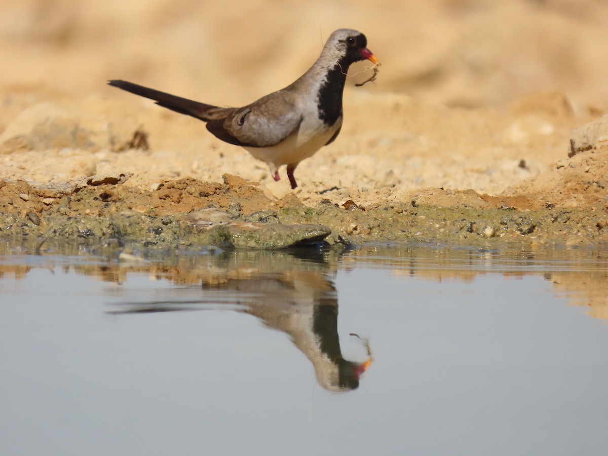 Namaqua Dove - ML659915644