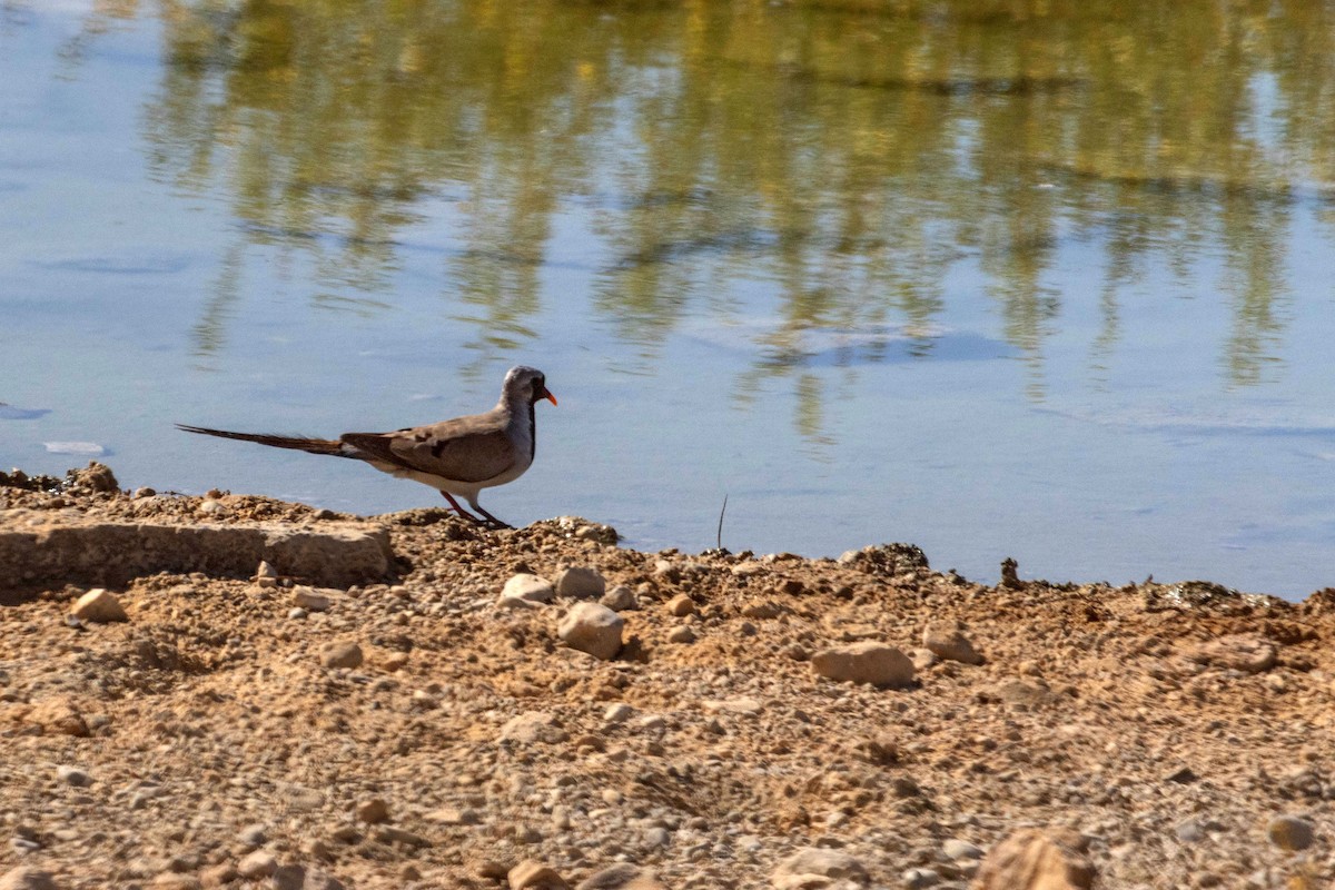 Namaqua Dove - ML659917648