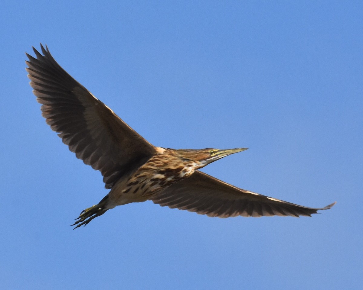 American Bittern - Don Hoechlin