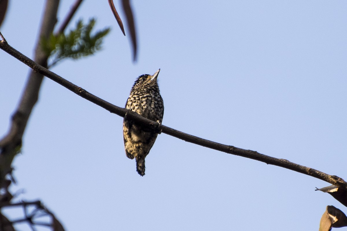 White-wedged Piculet - ML65993431