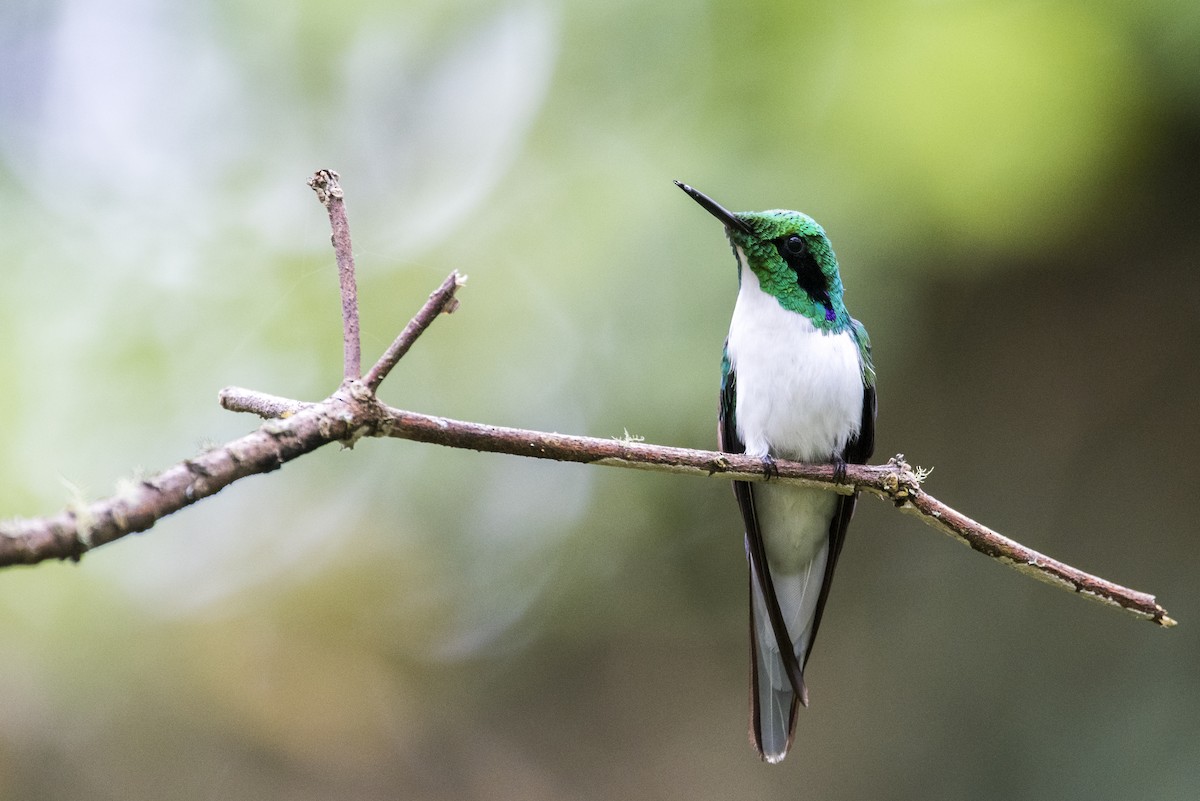 Black-eared Fairy - Claudia Brasileiro