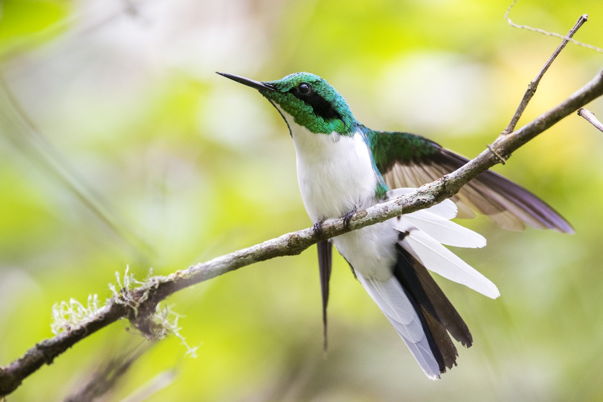 grønnkronealv - ML65993641