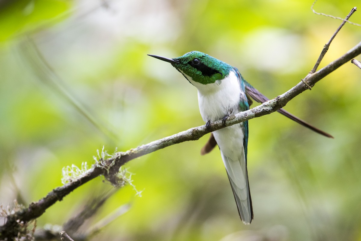 grønnkronealv - ML65993671