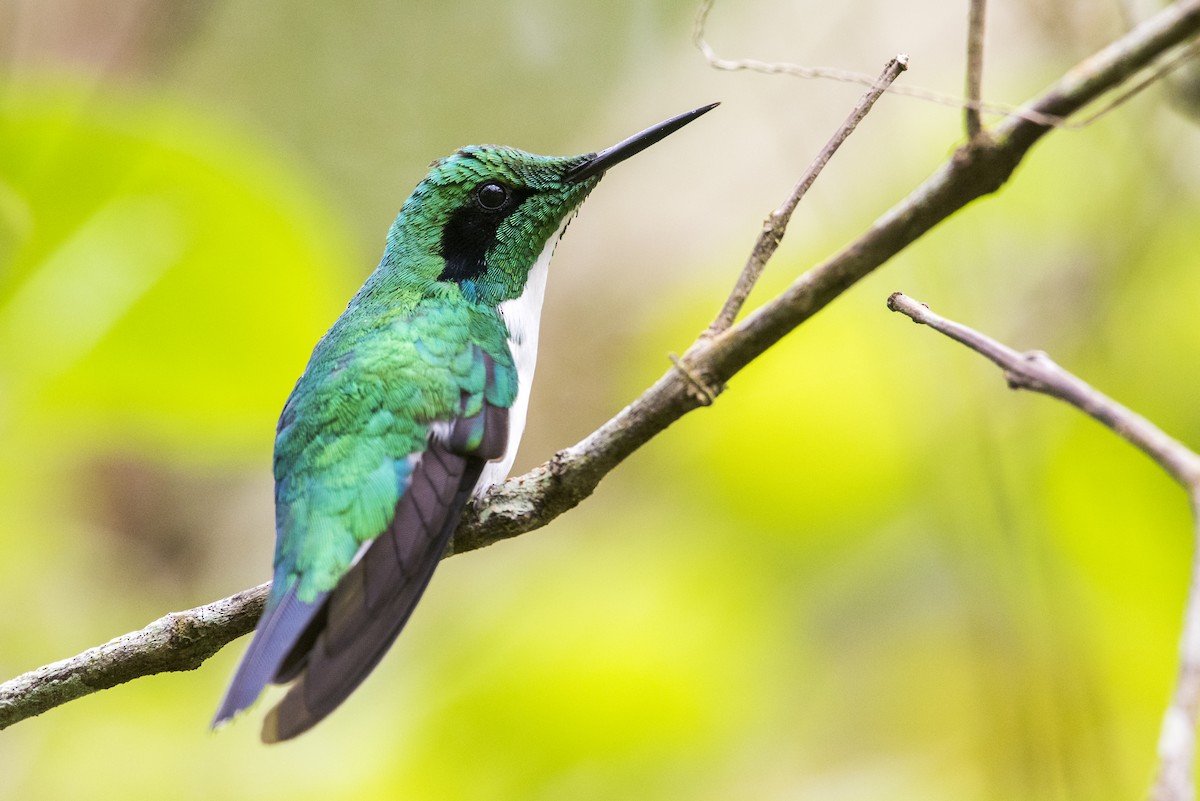 Black-eared Fairy - Claudia Brasileiro