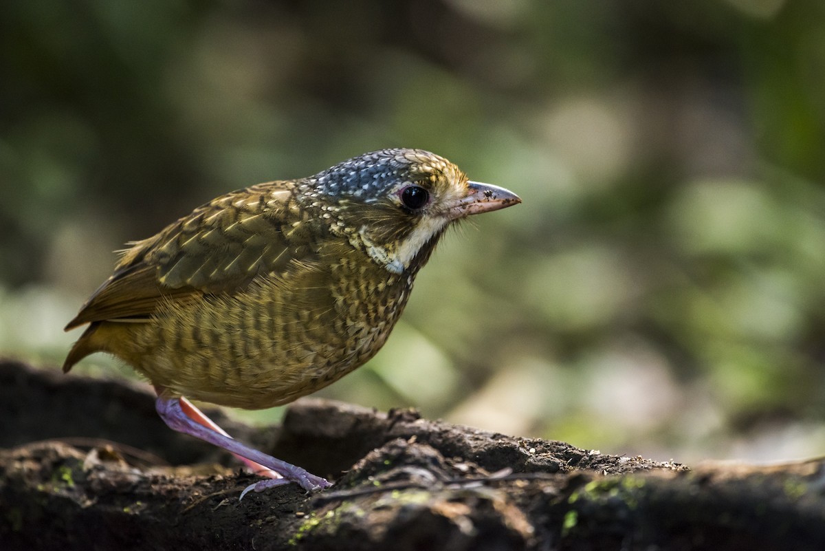 Variegated Antpitta - ML65993921