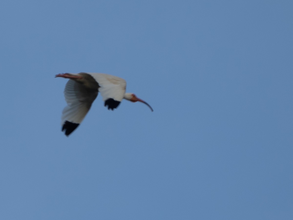 White Ibis - Eudocimus albus - Media Search - Macaulay Library and eBird