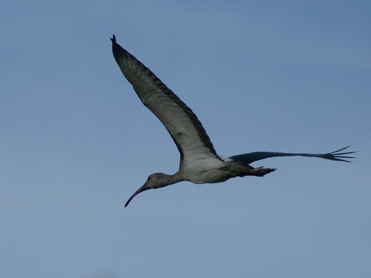 White Ibis - Eudocimus albus - Media Search - Macaulay Library and eBird