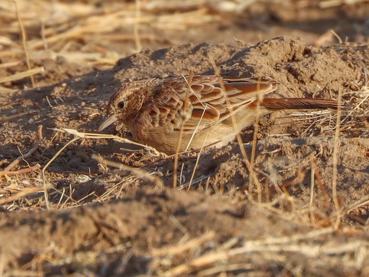 Rusty Lark - Calendulauda rufa - Birds of the World