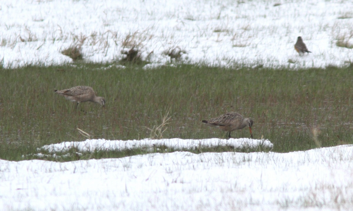 Marbled Godwit - ML65994511