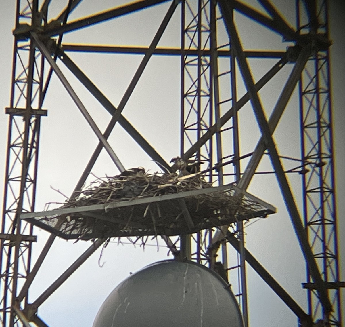eBird Checklist - 18 Jun 2026 - General Motors Tech Center -- 7000 ...