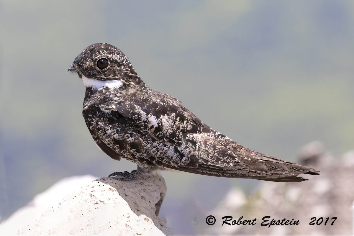 Common Nighthawk - ML65997401