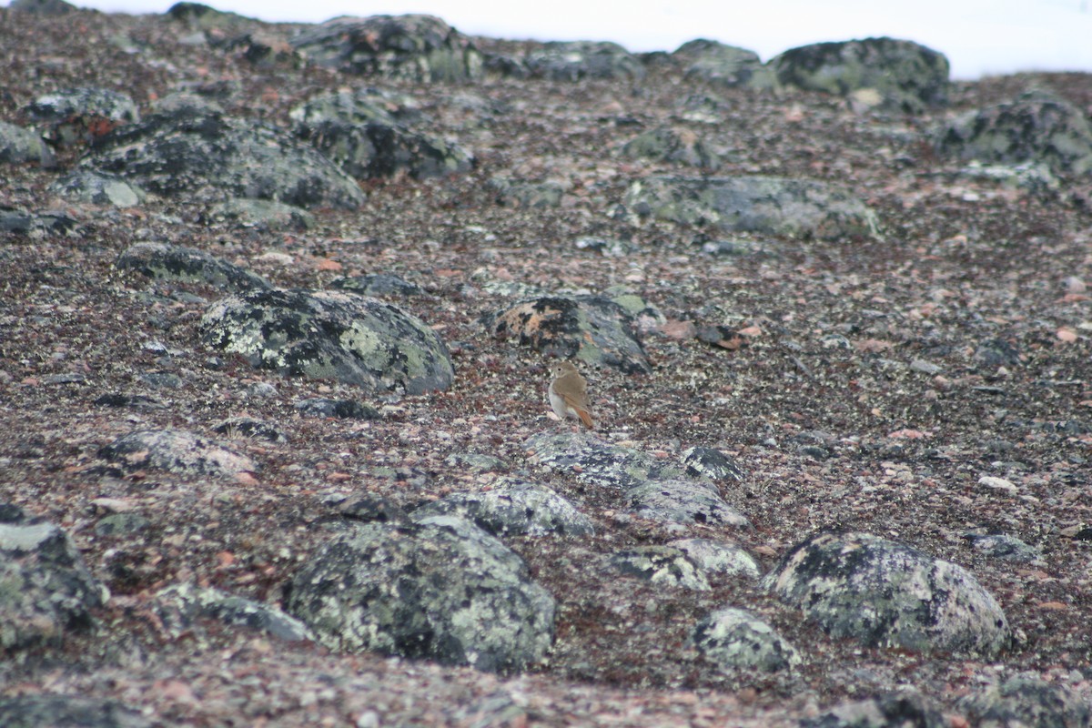 Hermit Thrush - Scott Freeman