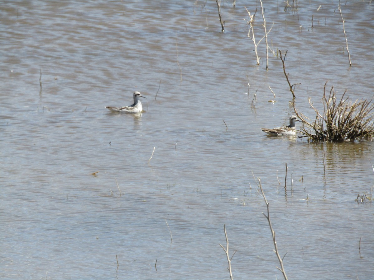 Red-necked Phalarope - ML65998041