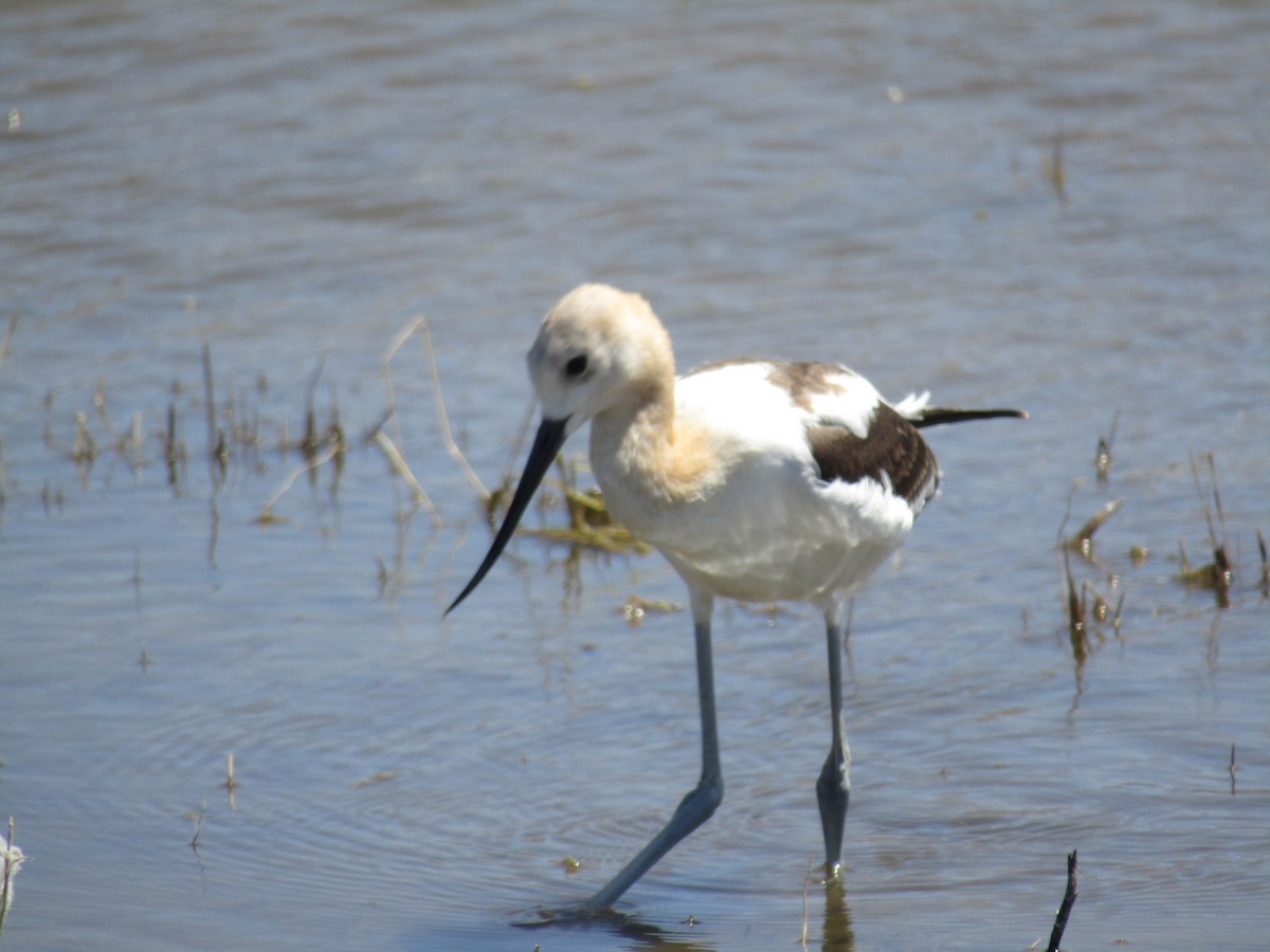 American Avocet - ML65998521