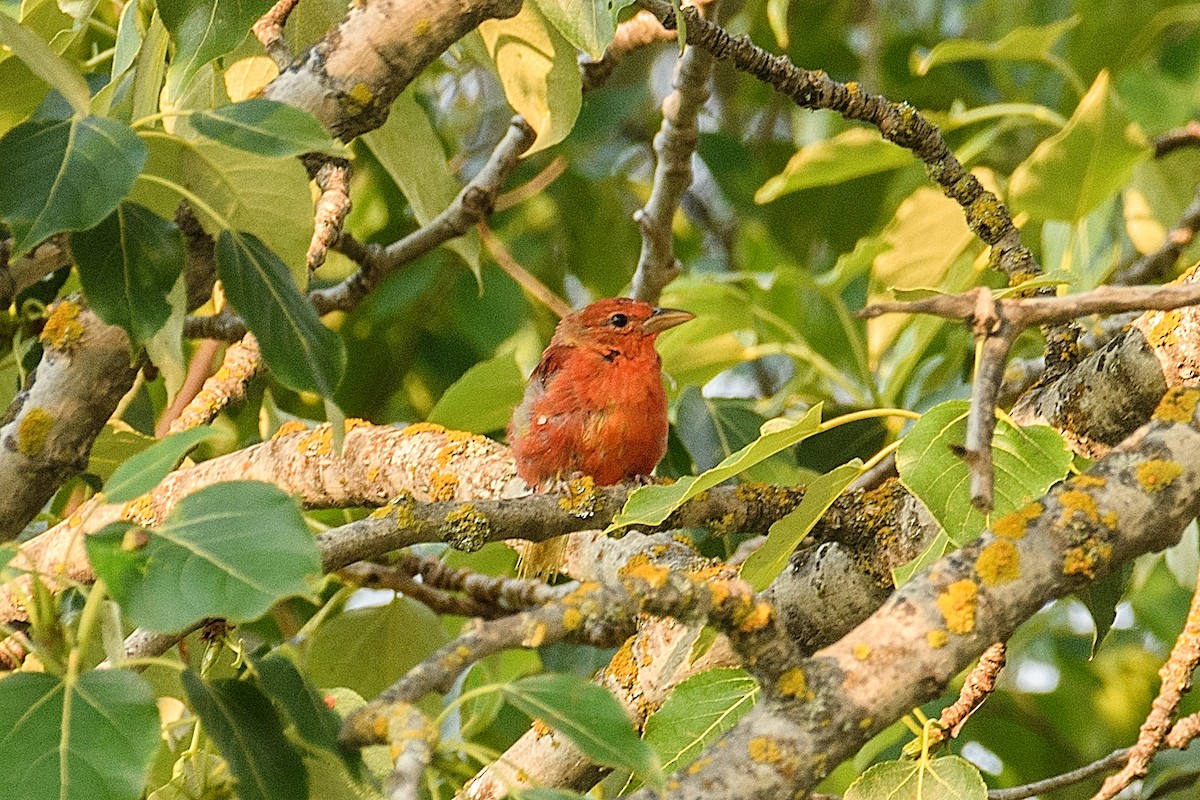 Summer Tanager - Fred Jennings