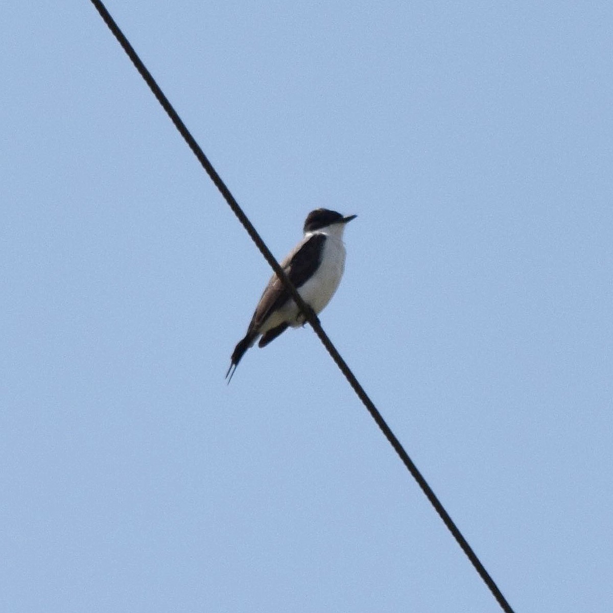 Fork-tailed Flycatcher - ML65998711