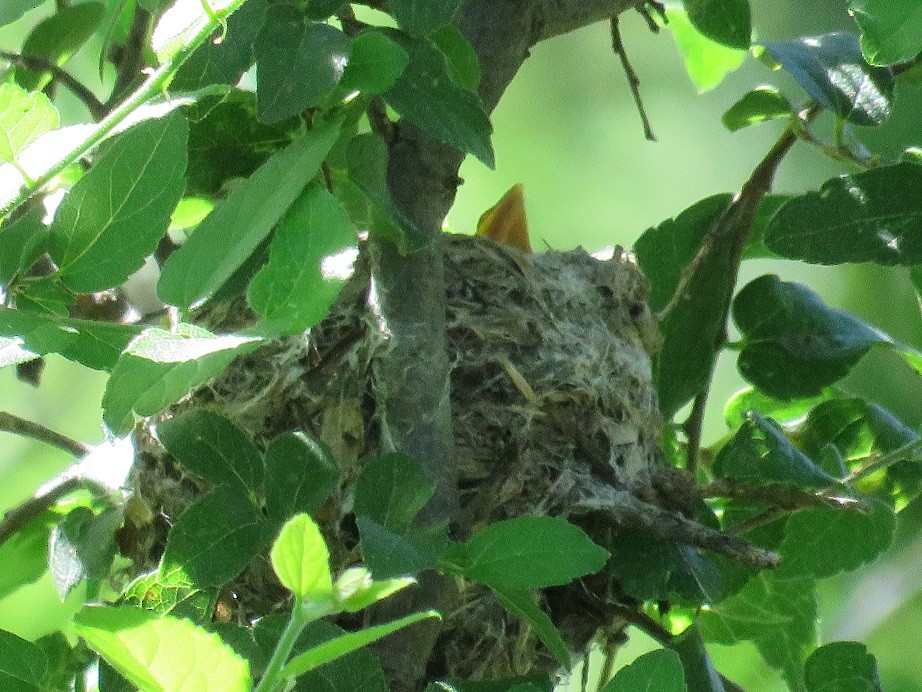 Brown-headed Cowbird - ML65999491