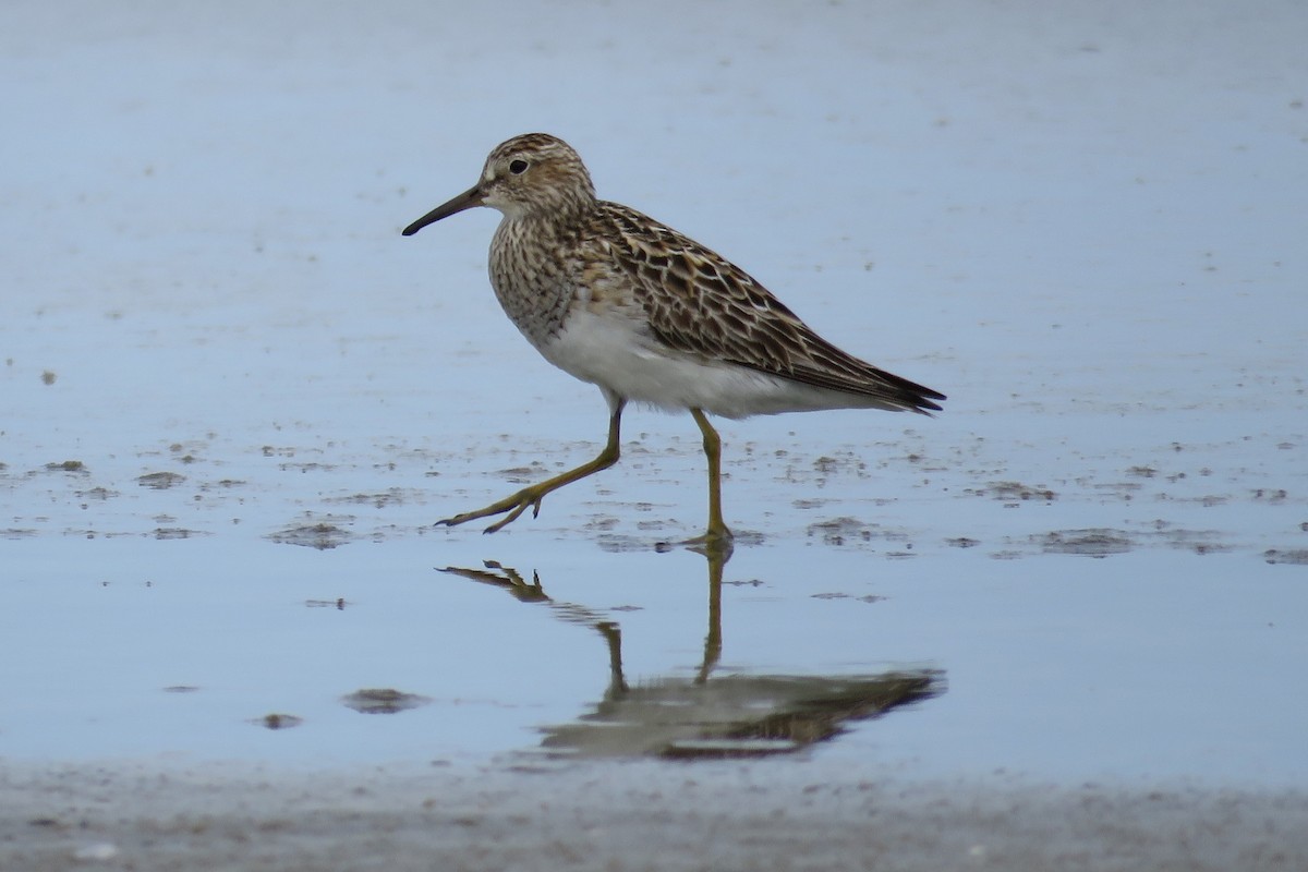 Pectoral Sandpiper - ML66000201