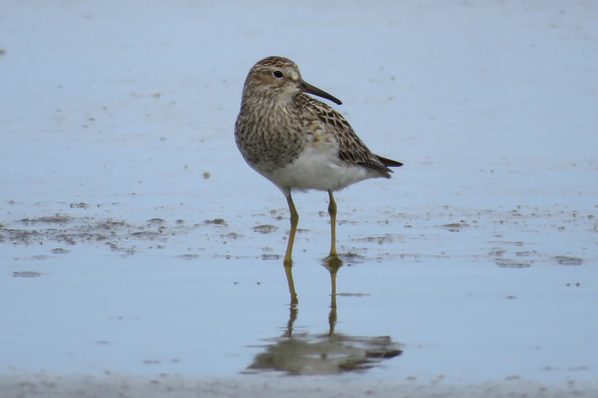 Pectoral Sandpiper - ML66000231