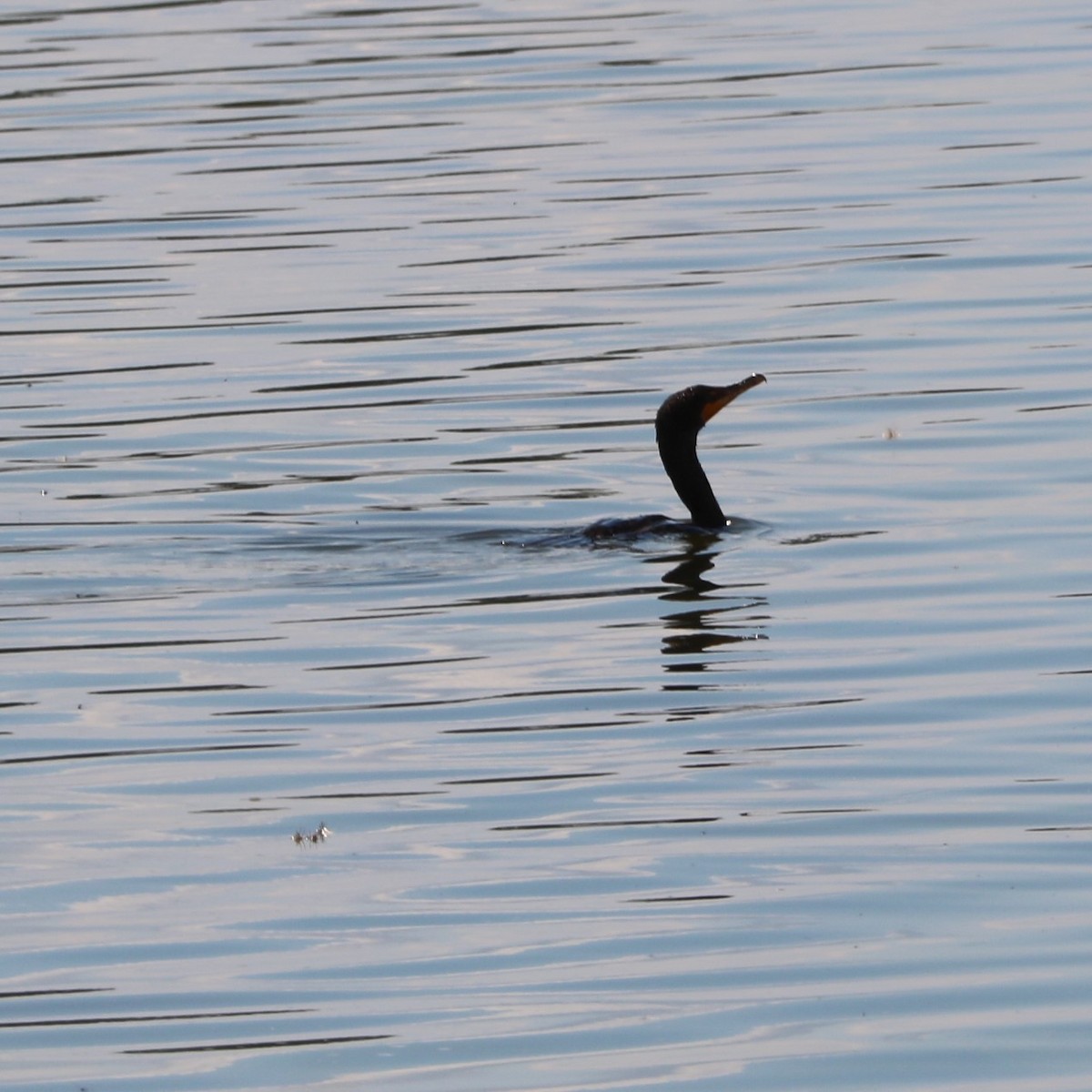 Double-crested Cormorant - ML66001081