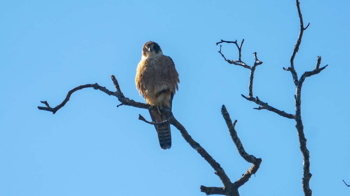 eBird Checklist - 20 Jun 2026 - Tabbil-ban dhagun Boardwalk - 39 species