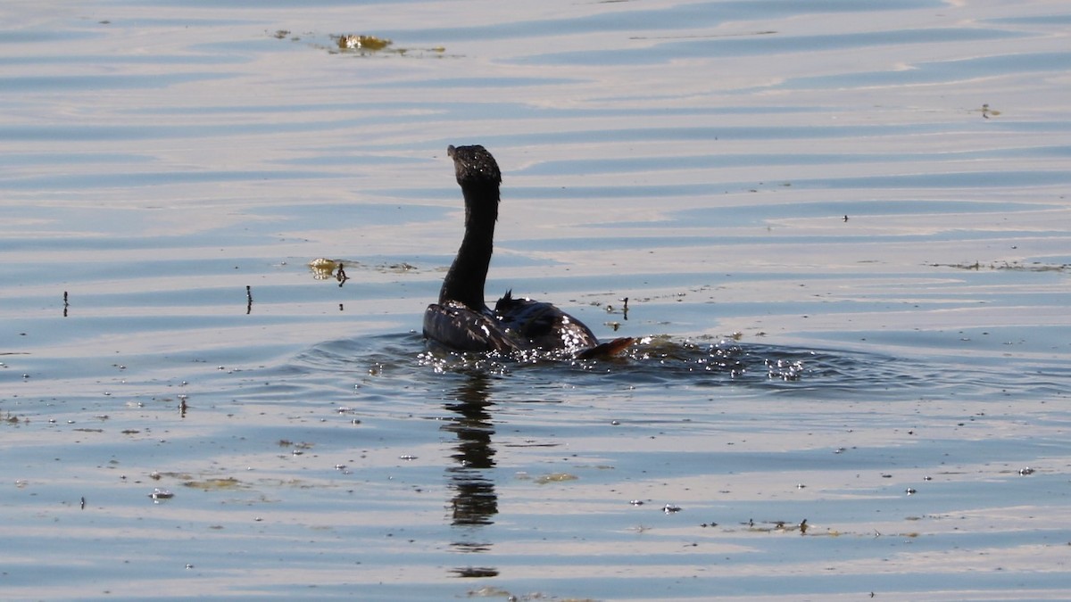 Double-crested Cormorant - ML66001121