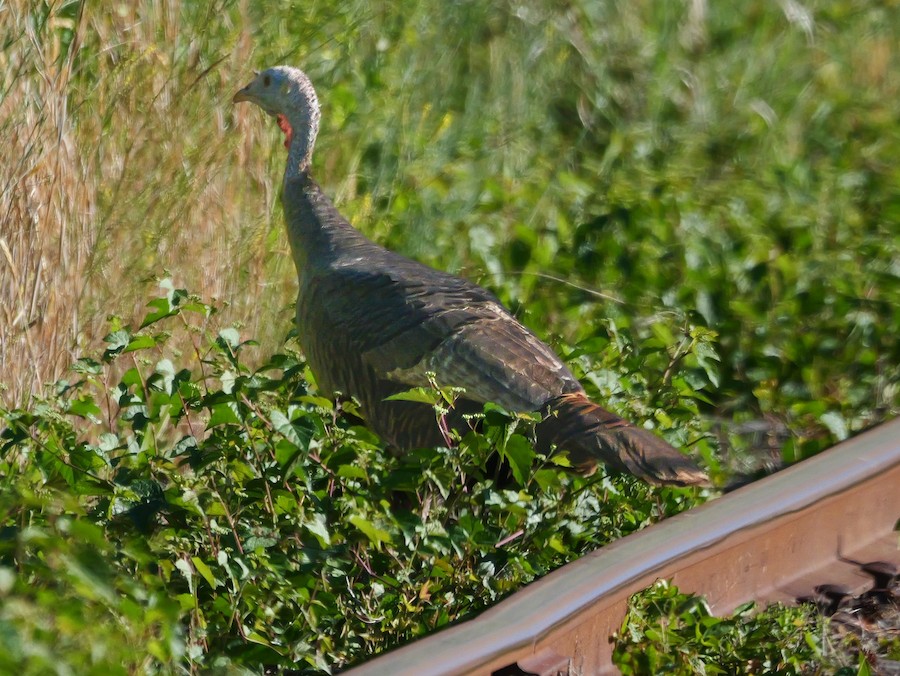 Wild Turkey - Roger Horn