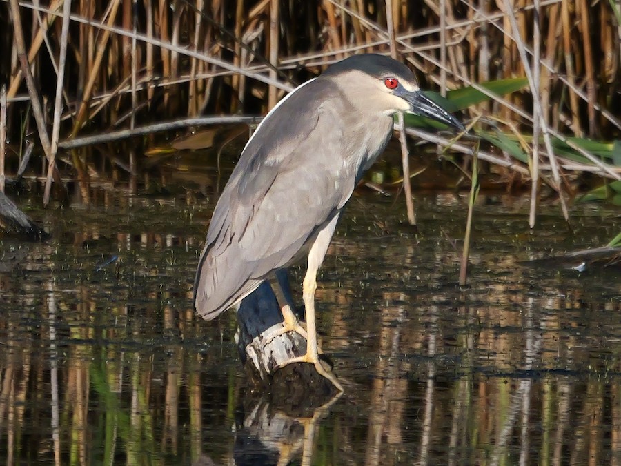 Black-crowned Night Heron - Roger Horn