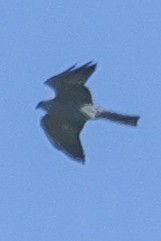 Mississippi Kite - Roger Horn